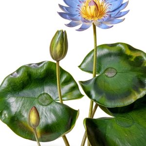 Greenfinch Botany eBook English Language Kindle Store-0